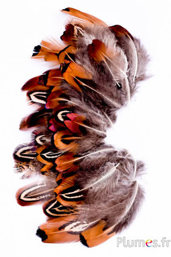 Fagiano di Colchide - 3-10 cm - naturale misto